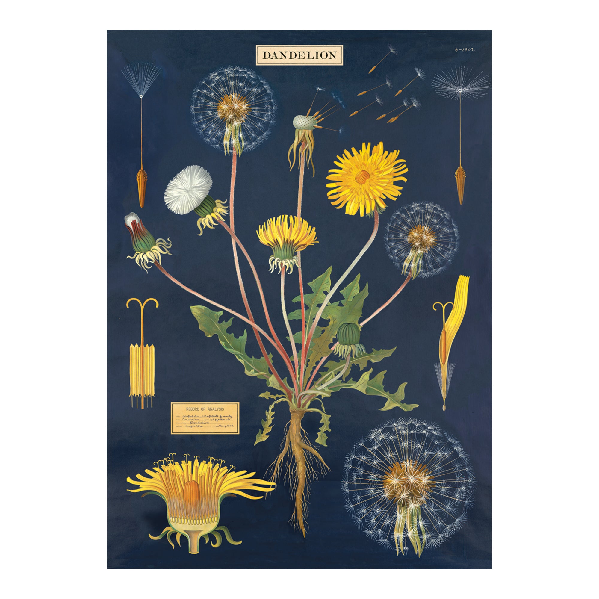 Enchanting Dandelion Chart Decorative Wrap