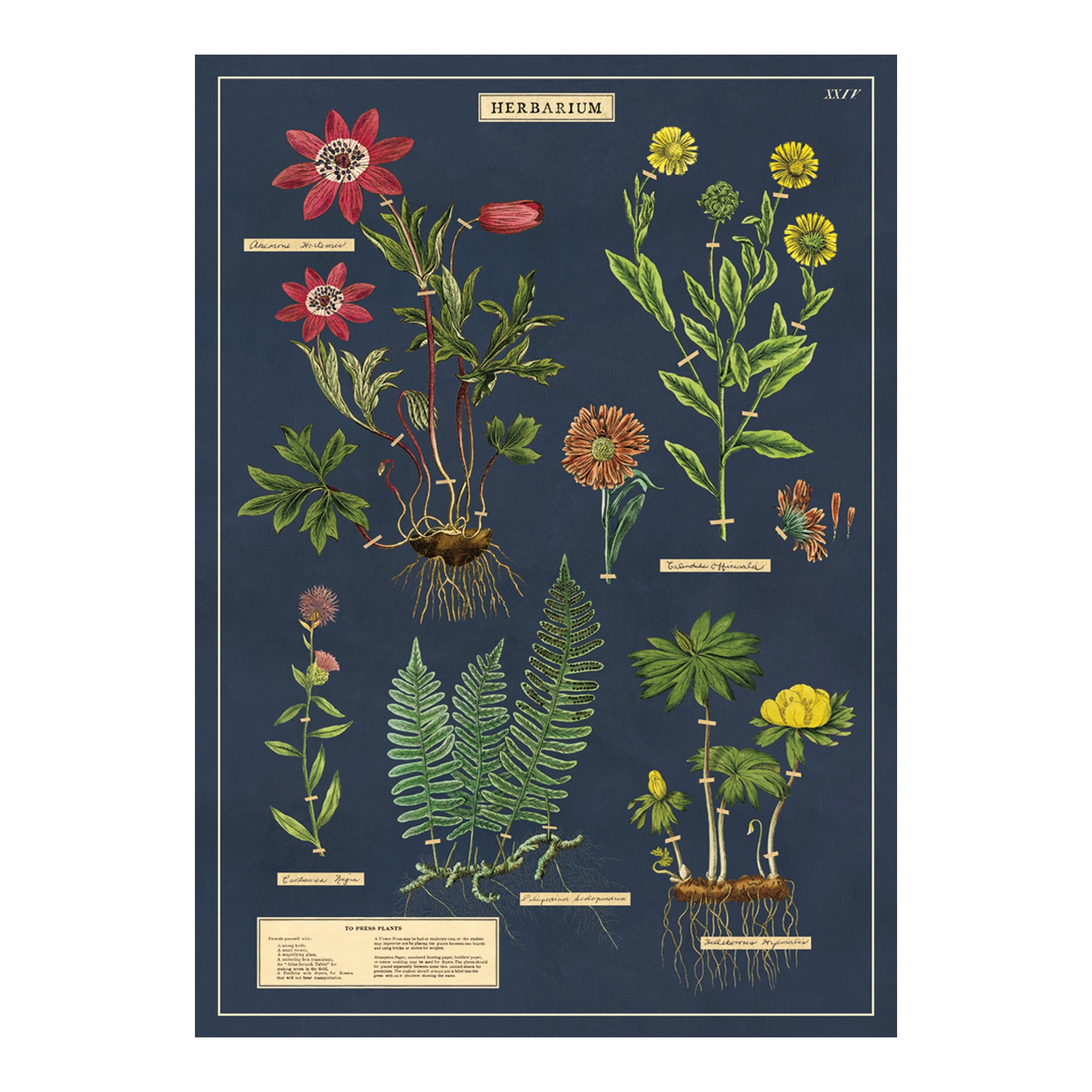 Enchanting Herbarium Decorative Wrap