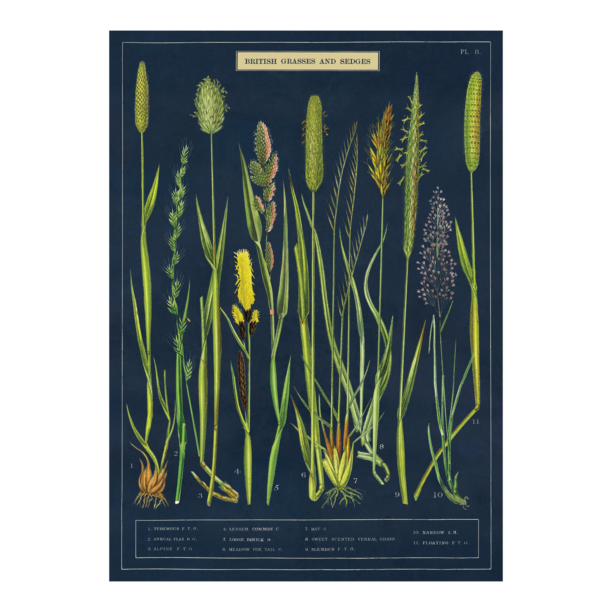 Exquisite Sedges Decorative Wrap