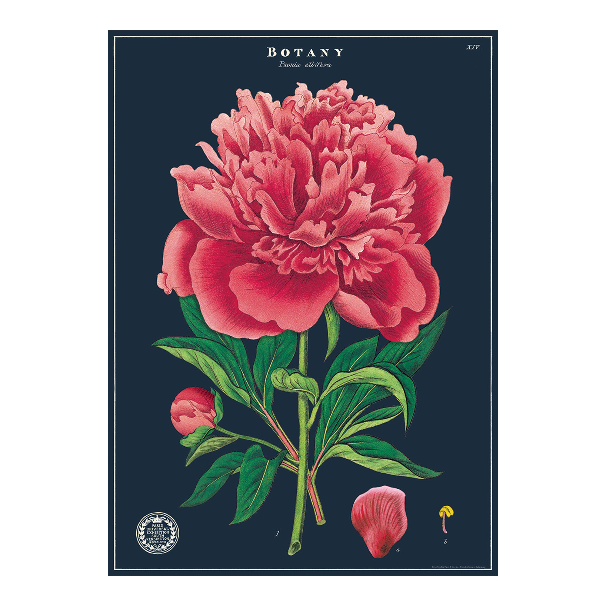 Botany Study Decorative Wrap - A Must-Have!