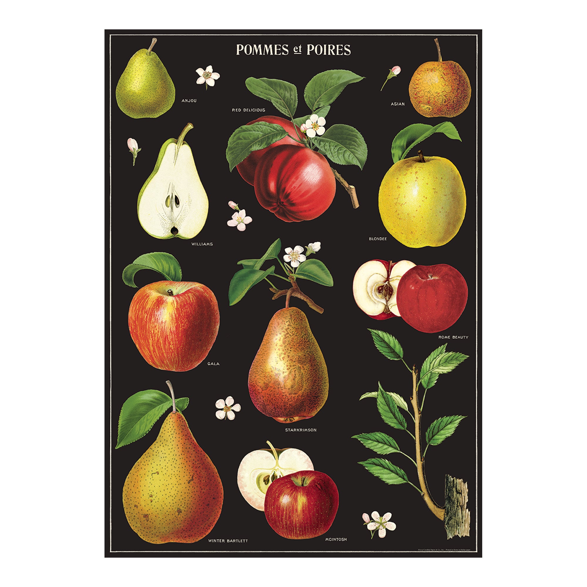 Gorgeous Apples & Pears Decorative Wrap