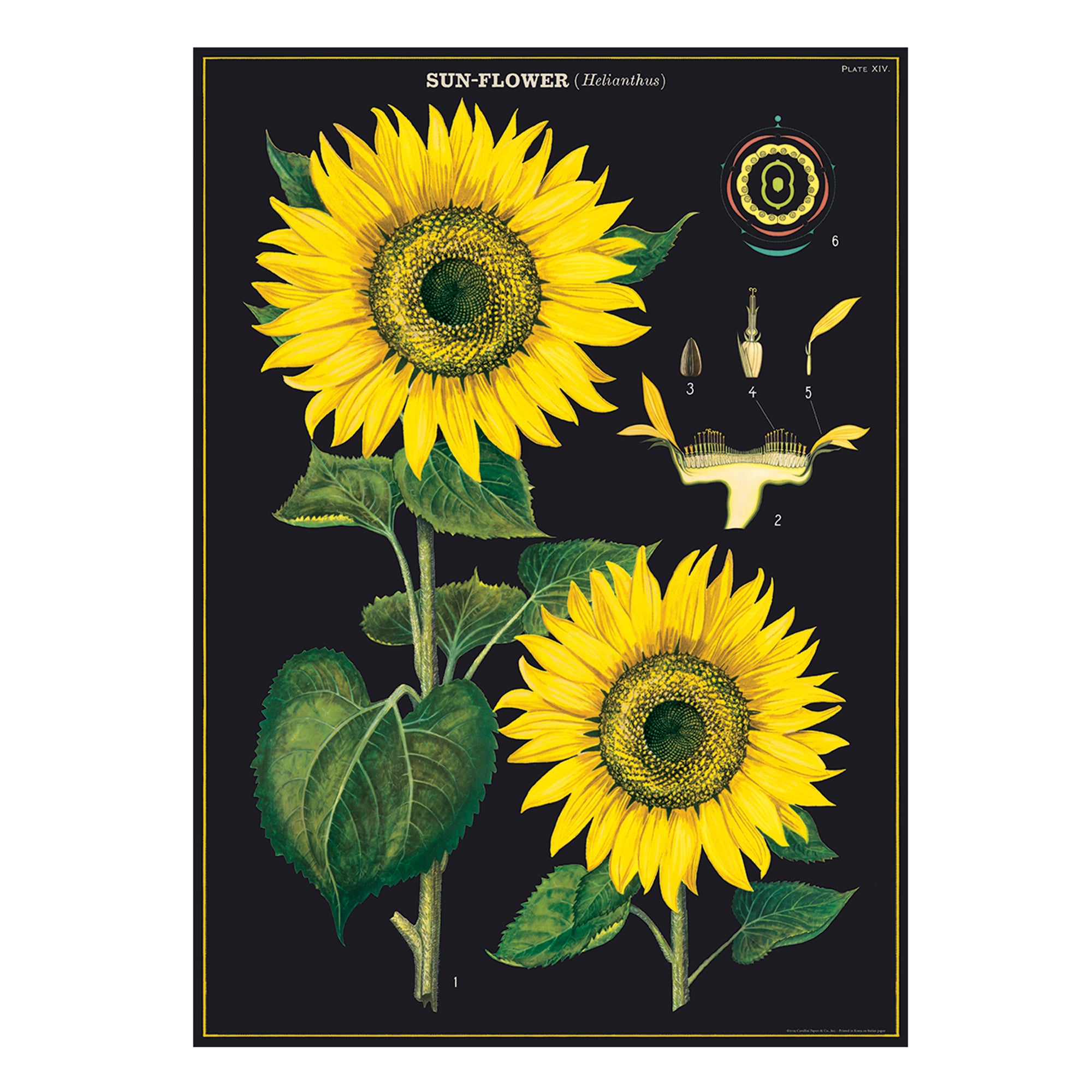 Gorgeous Sunflower Decorative Wrap